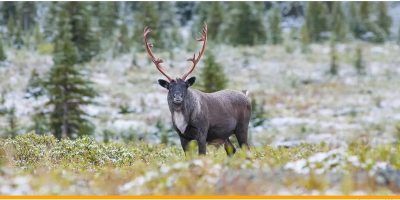 Qatar (University of Calgary in Qatar) UCalgary research reveals caribou migration habits linked to genetic heritage